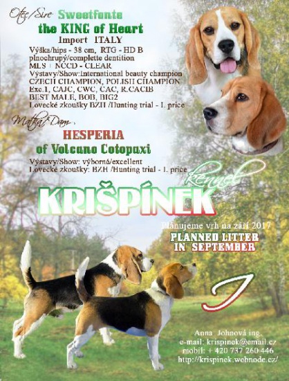 Beagle puppies