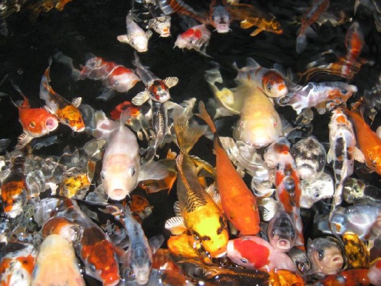 Koi carps - Autumn Sale of 300 items (as a whole)