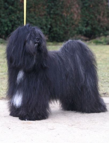 Terier tybetański puppies from kennel with FCI pedigree